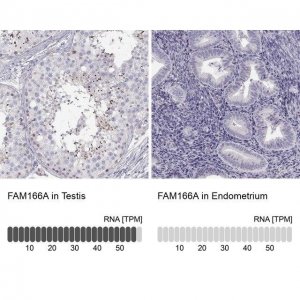 Anti-FAM166A antibody produced in rabbit 