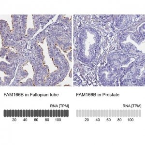 Anti-FAM166B antibody produced in rabbit 