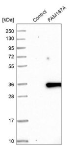 Anti-FAM167A antibody produced in rabbit 