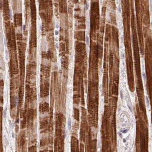 Anti-FAM168B antibody produced in rabbit 