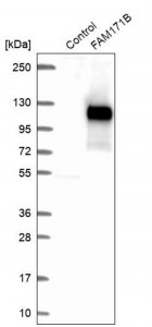 Anti-FAM171B antibody produced in rabbit HPA010639-100UL