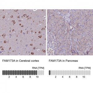 Anti-FAM173A antibody produced in rabbit 
