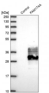 Anti-FAM174A antibody produced in rabbit 