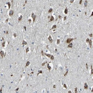 Anti-FAM174A antibody produced in rabbit 