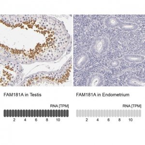 Anti-FAM181A antibody produced in rabbit 