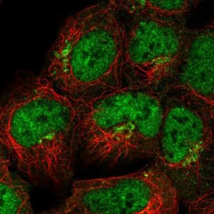 Anti-FAM184A antibody produced in rabbit 