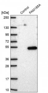 Anti-FAM185A antibody produced in rabbit 