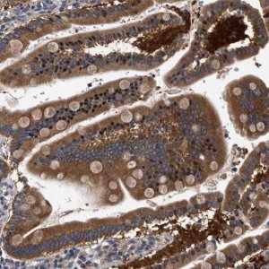 Anti-FAM185A antibody produced in rabbit 