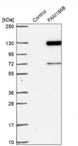 Anti-FAM186B antibody produced in rabbit 