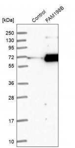 Anti-FAM198B antibody produced in rabbit 