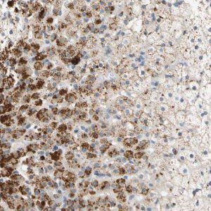 Anti-FAM198B antibody produced in rabbit 