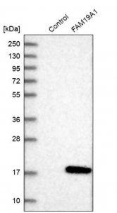Anti-FAM19A1 antibody produced in rabbit HPA013407-100UL