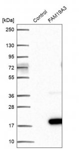 Anti-FAM19A3 antibody produced in rabbit 