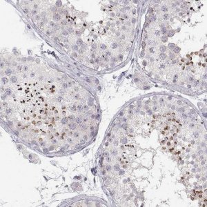 Anti-FAM205A antibody produced in rabbit 