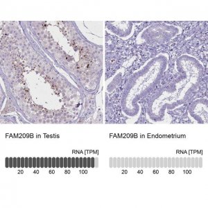 Anti-FAM209B antibody produced in rabbit 