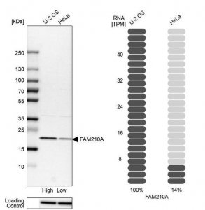 Anti-FAM210A antibody produced in rabbit 