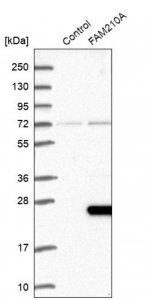 Anti-FAM210A antibody produced in rabbit 