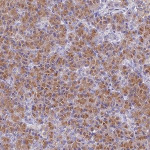 Anti-FAM212A antibody produced in rabbit 