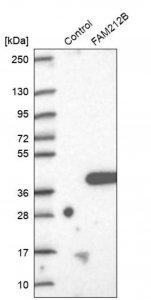 Anti-FAM212B antibody produced in rabbit 