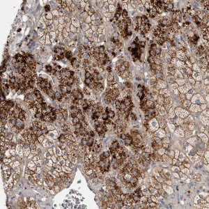 Anti-FAM212B antibody produced in rabbit 