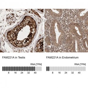 Anti-FAM221A antibody produced in rabbit 