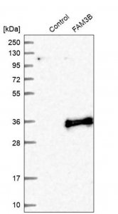 Anti-FAM3B antibody produced in rabbit 