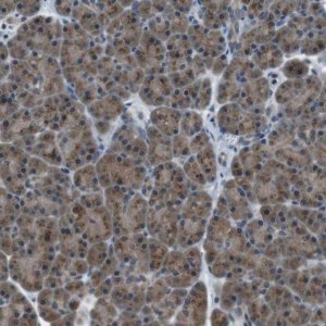 Anti-FAM3B antibody produced in rabbit 