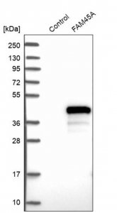 Anti-FAM45A antibody produced in rabbit 