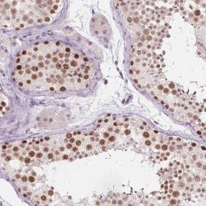 Anti-FAM53A antibody produced in rabbit 