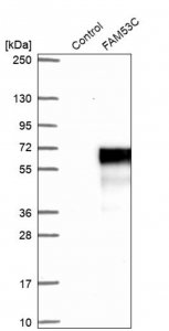 Anti-FAM53C antibody produced in rabbit 