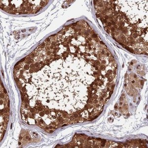 Anti-FAM53C antibody produced in rabbit 