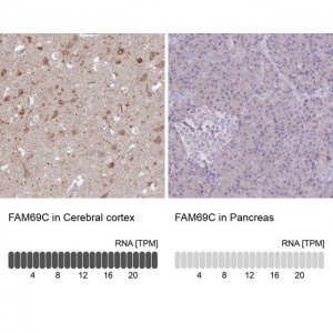 Anti-FAM69C antibody produced in rabbit 