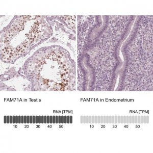 Anti-FAM71A antibody produced in rabbit 