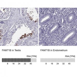 Anti-FAM71B antibody produced in rabbit 