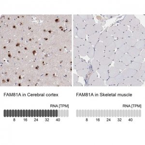 Anti-FAM81A antibody produced in rabbit 
