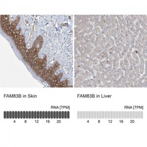 Anti-FAM83B antibody produced in rabbit 