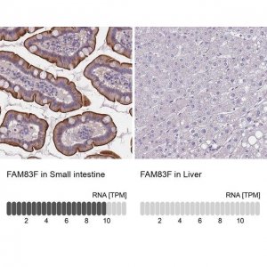 Anti-FAM83F antibody produced in rabbit HPA051207-100UL