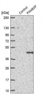 Anti-FAM83F antibody produced in rabbit HPA051207-100UL