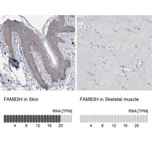 Anti-FAM83H antibody produced in rabbit HPA024505-100UL