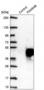 Anti-FAM84B antibody produced in rabbit 