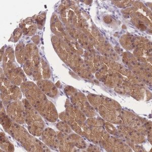 Anti-FAM84B antibody produced in rabbit 