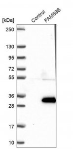 Anti-FAM89B antibody produced in rabbit HPA046895-100UL