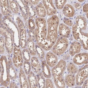 Anti-FAM89B antibody produced in rabbit HPA046895-100UL