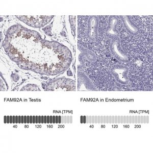 Anti-FAM92A 