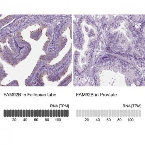 Anti-FAM92B antibody produced in rabbit 
