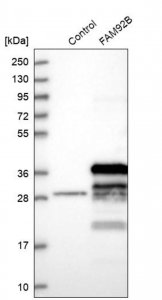 Anti-FAM92B antibody produced in rabbit 