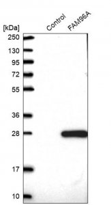 Anti-FAM96A antibody produced in rabbit 