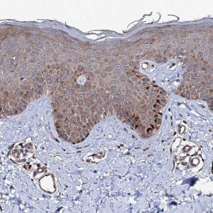Anti-FAM96A antibody produced in rabbit 