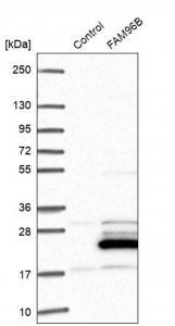 Anti-FAM96B antibody produced in rabbit 