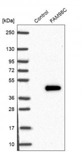 Anti-FAM98C antibody produced in rabbit 